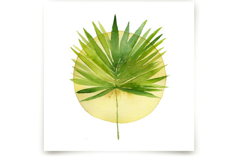 spotlight - fan palm Fine Art Prints