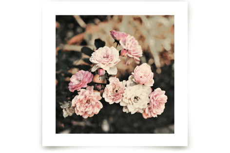 Fading Pink Roses Fine Art Prints