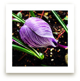 Spring Noir 1 by Sarah Johnson