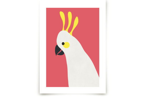 Hello Cocky!  Fine Art Prints