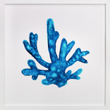 Blue Coral