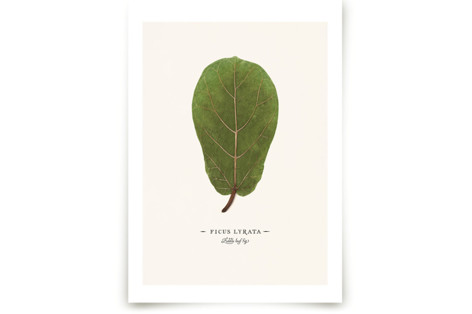 Ficus lyrata Fine Art Prints