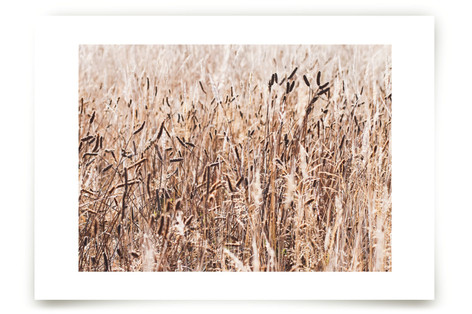 Field of Wheat Fine Art Prints