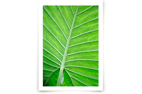 Color Palette ll Fine Art Prints