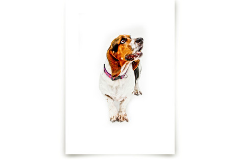 Happy Basset Fine Art Prints