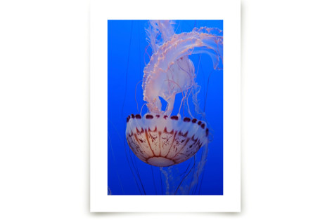 Jelly 2 Children's Art Prints