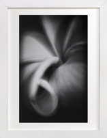 Frangipani