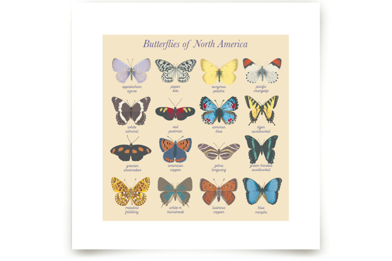 Butterfly Guide Fine Art Prints by IGGI Minted