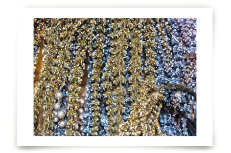 Wellspring Fine Art Prints