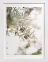 olive branch 1