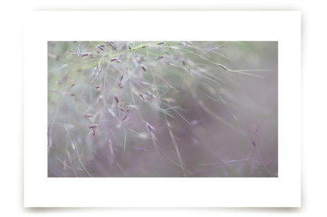 Natures Pink Spray Fine Art Prints