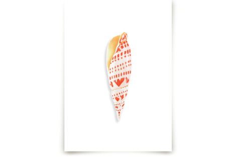 Modern Junonia Shell Fine Art Prints