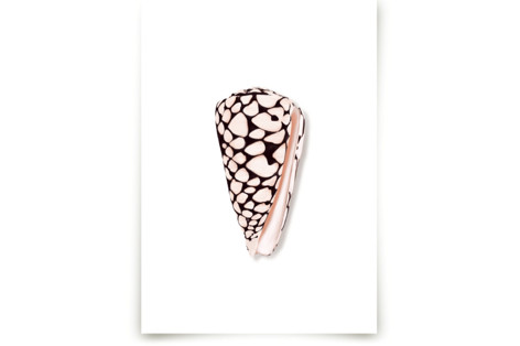 Modern Marble Cone Shell Fine Art Prints