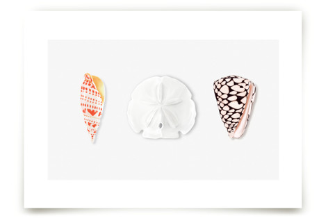 Shell Collection Fine Art Prints