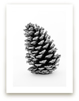 Tall Pine Cone by Alexis Arnold