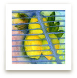 Lemon Zest by Amelia Gluba
