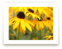 Happy Sunflowers by Karen Kaul