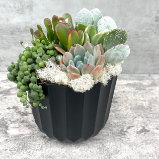 The Black Pearl Live Succulent Garden Centerpieces and Tabletop Decor