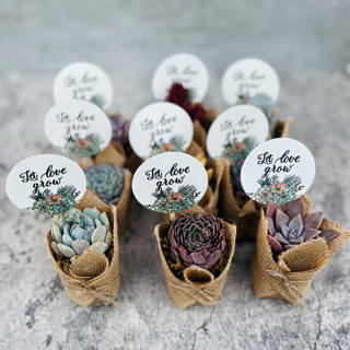 Let Love Grow Succulent Favors in Burlap Favors