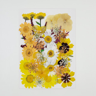 Pressed Flowers | 