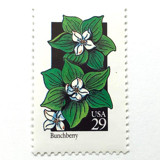 Bunchberry Postage Stamps | American Wildflower Series | White Green Flower | Botanical | Vintage Unused USPS Postage 29c | Pack of 10 Postage Stamps