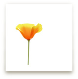 California Poppy by Corinne Aelbers