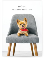 Executive Pet Holiday Photo Cards